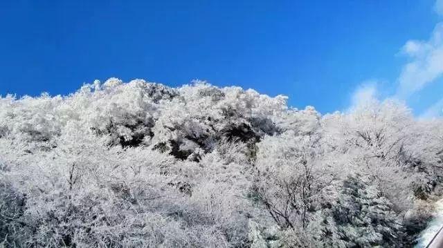 大连10只导盲犬幼犬寻找寄养家庭 基地:已培训361只导盲犬 免费给28省市视力残疾人使用